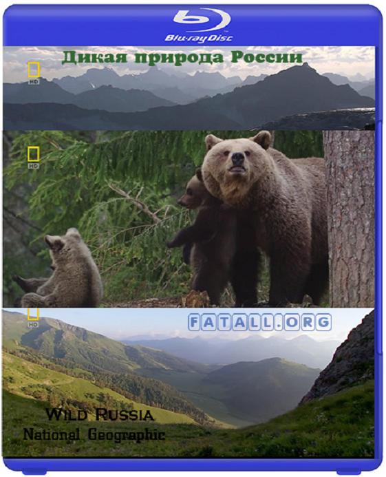 Дивата Русия – Тайната гора